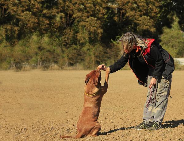 Lær hunden min å se etter trøfler trinn for trinn - Trinn for å lære hunden min å lete etter trøfler