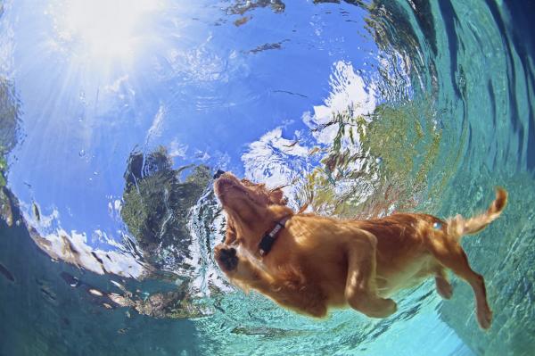 Labrador Retriever -øvelser - Svømming