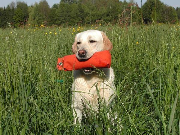 Labrador Retriever -øvelser - Labradoren og hans næringsbehov