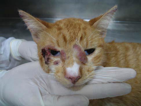 Sporotrichose hos katter - årsaker, symptomer og behandling - Hva er Sporotrichosis?