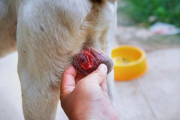 Min hund har hovne testikler - årsaker og hva de skal gjøre - Symptomer på orkitt hos hunder