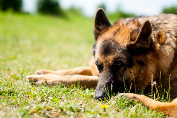 Artrose hos hunder - symptomer og behandling - Hva er hundeartrose