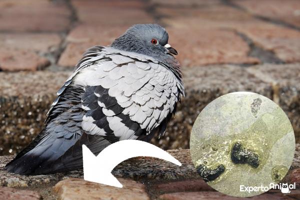 Duesykdommer - Hvordan vet du om en due er syk?