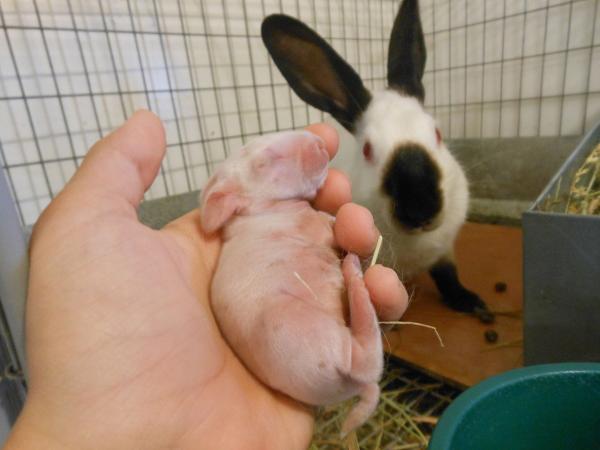 Nyfødt kaninomsorg - fødsel og familieomsorg