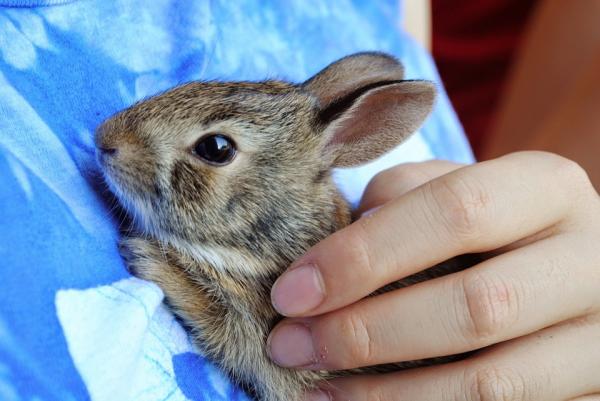 Nyfødt kaninpleie - vekst