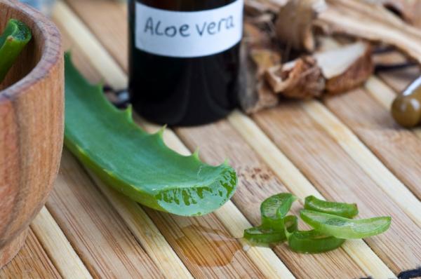 Aloe vera for kattehud - Hva er aloe vera og hva er dets medisinske egenskaper?