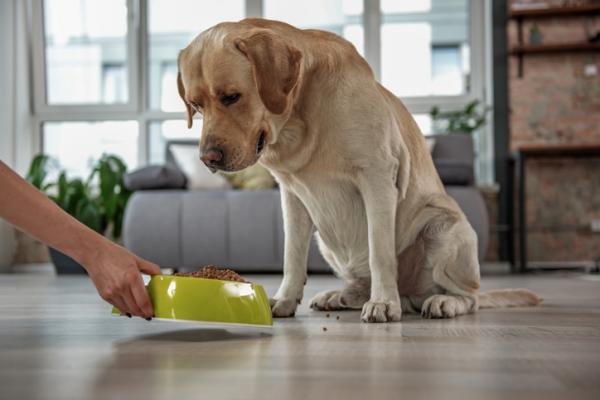 Hunden min gjemmer mat - Hvorfor og hva jeg skal gjøre - Hva skal jeg gjøre hvis hunden min gjemmer mat?