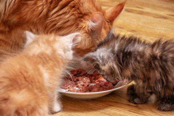 Hvordan mate en nyfødt kattunge?  - Avvenning av valpekatter