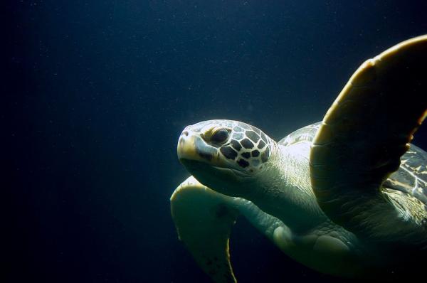 Truede dyr i Great Barrier Reef - Sea Turtles
