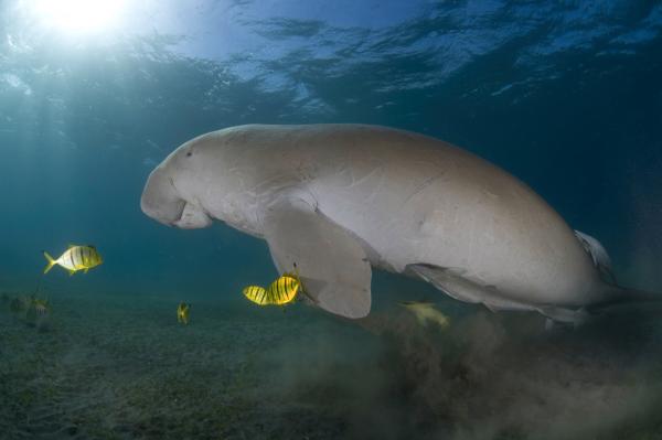 Truede dyr i Great Barrier Reef - The Dugong eller Dugong