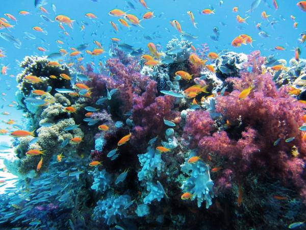 Truede dyr fra Great Barrier Reef - Coral