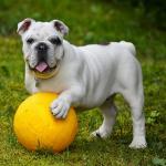 1628872625 910 engelsk bulldog