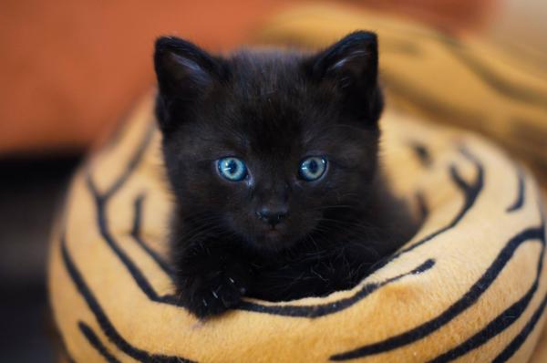 Meningsfulle kattnavn - Betydende svarte kattnavn