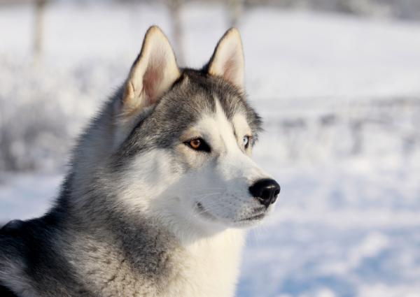 Topp 10 mest populære hunderaser i verden - 1. Siberian Husky