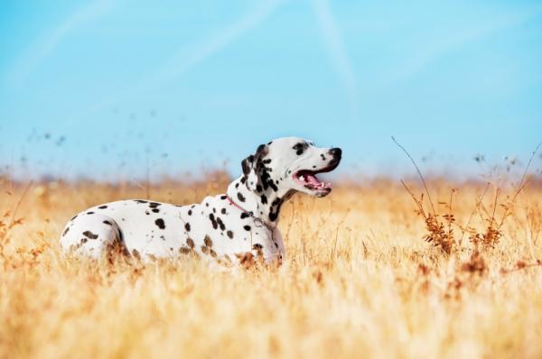De 10 mest populære hunderaser i verden - 6. Dalmatiner