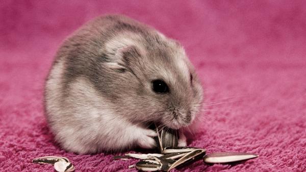 Hamstertyper - Russisk hamster