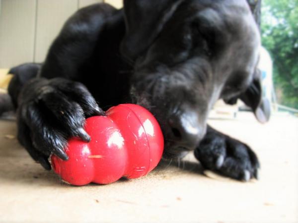 6 spill å leke med hunden din hjemme - Spill for å unngå stress