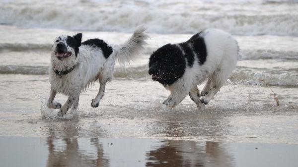 Water Rescue Dogs: Four -Legged Heroes - I hjertet er de fremdeles hunder