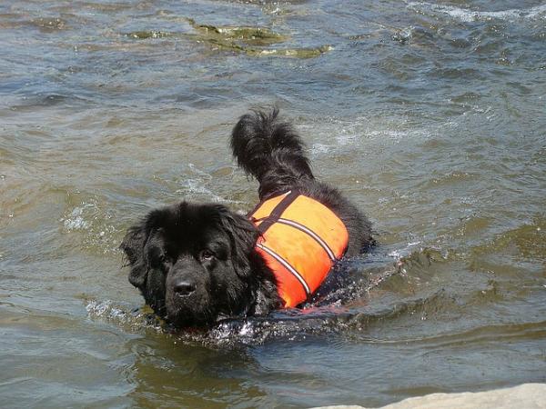 Water Rescue Dogs: Four Legged Heroes - Rescue Dog Training