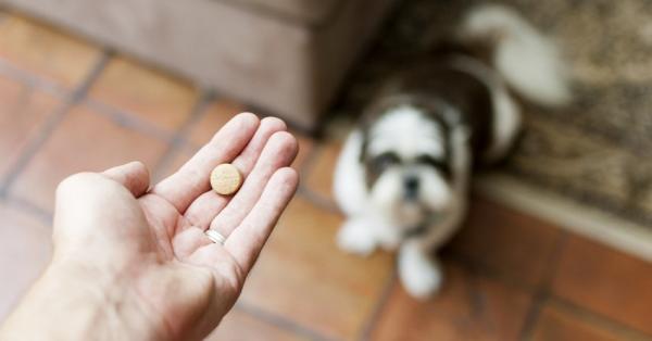 Koksidiose hos hunder - Symptomer, behandling og smitte - Behandling av koksidiose hos hunder
