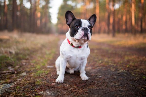 De vanligste sykdommene i den franske bulldogen - Brachiocephalic dog syndrome