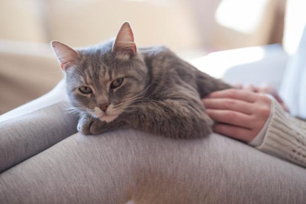 Sykdommer overført av katter og deres symptomer - Sykdommer overført av herreløse katter