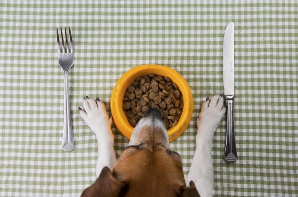 Forbedre hundens pust med hjemmelagde triks - Ernæring og hydrering er avgjørende