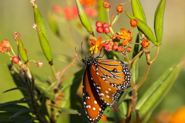 Er monark -sommerfuglen i fare for å bli utryddet?  - Monark sommerfugl: handlinger for å beskytte arten