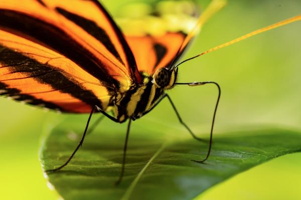 Er monark -sommerfuglen i fare for å bli utryddet?  - Kjennetegn på monark sommerfugl