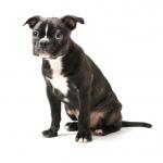 1628925336 68 Boston terrier