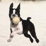 1628925336 690 Boston terrier