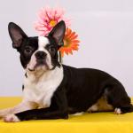 1628925336 696 Boston terrier