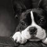 1628925336 952 Boston terrier