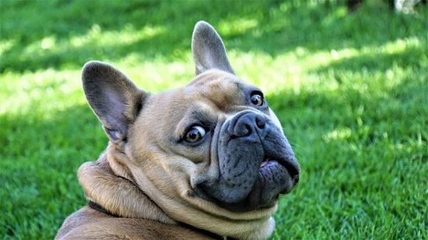 Rynkete hunderaser - Fransk Bulldog
