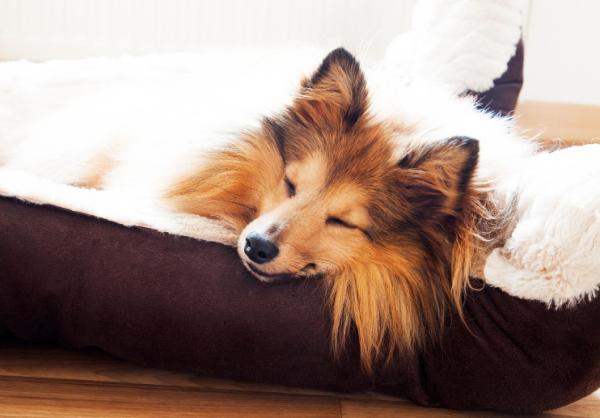 Hvordan lære en hund å sove i sengen sin?  - Hvordan venne en hund til å sove i sengen sin?