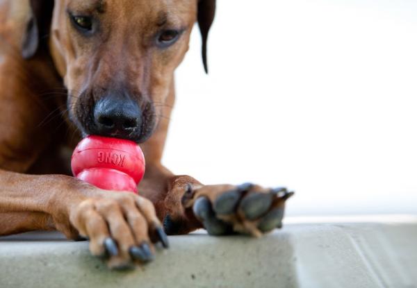 Øvelser for hyperaktive hunder - Ikke glem å fremme ro inne i hjemmet