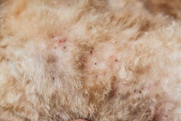 Korn hos hunder - Årsaker og behandling - Korn hos hunder av eksterne parasitter