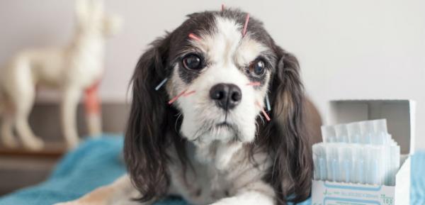 Akupunktur for hunder - hva er det til?  - Hvordan fungerer akupunktur hos hunder?