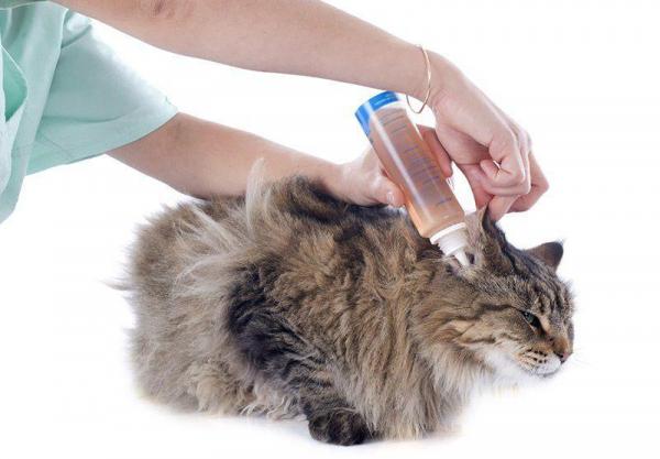 Vestibulært syndrom hos katter - Årsaker, symptomer og behandling - Behandling av vestibulært syndrom hos katter