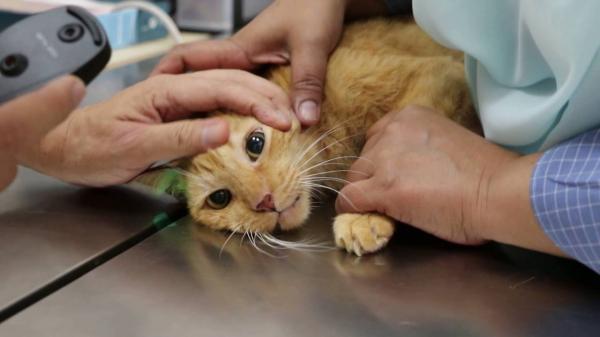 Vestibulært syndrom hos katter - årsaker, symptomer og behandling - årsaker til vestibulært syndrom hos katter