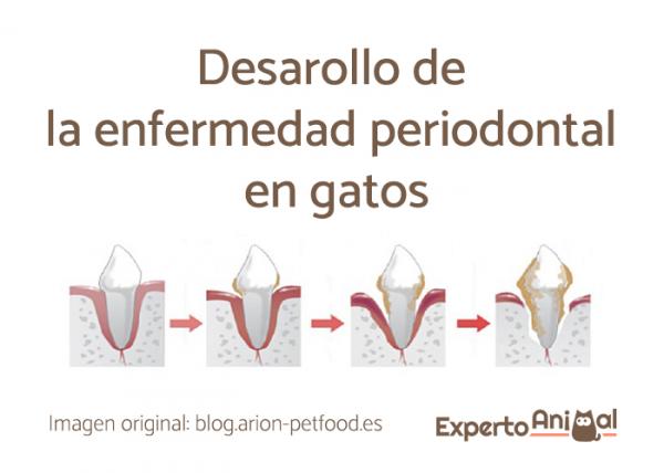 Periodontal sykdom hos katter - Behandling og forebygging - Hva er periodontal sykdom?