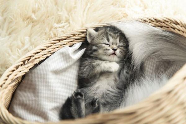 Omsorg for nyfødte katter uten mor - Hvordan skal kattungens rede være?