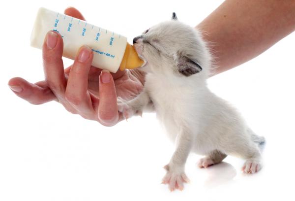 Omsorg for nyfødte katter uten mor - Å mate kattungene valper