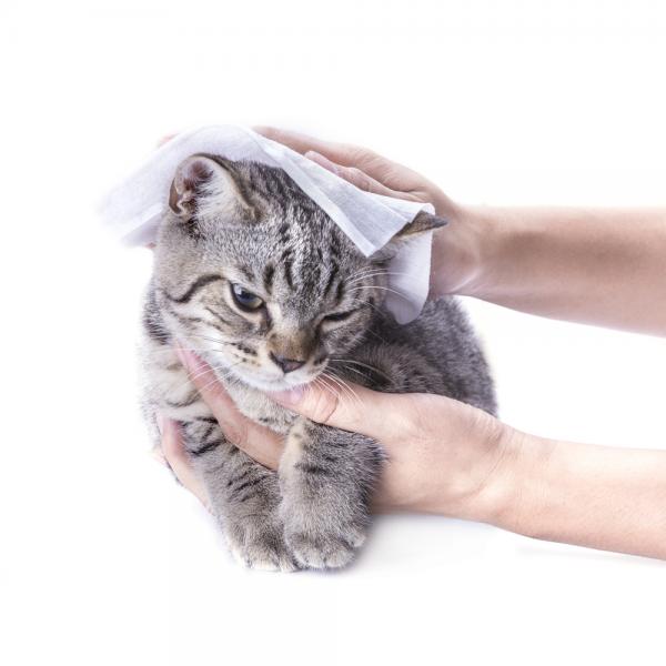 Omsorg for nyfødte katter uten mor - Hygiene til kattunger