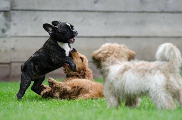 Forskjeller mellom hunder og tisper - forskjeller i atferd