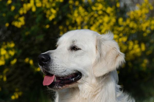 De 10 mest hengivne hundene - 1. Golden retriever