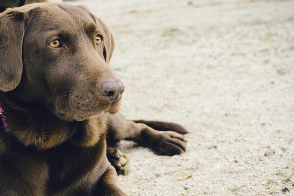 De 10 mest hengivne hundene - 2. Labrador retriever