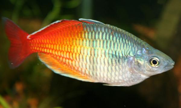 Ideell fisk for nybegynnere - Rainbow Fish