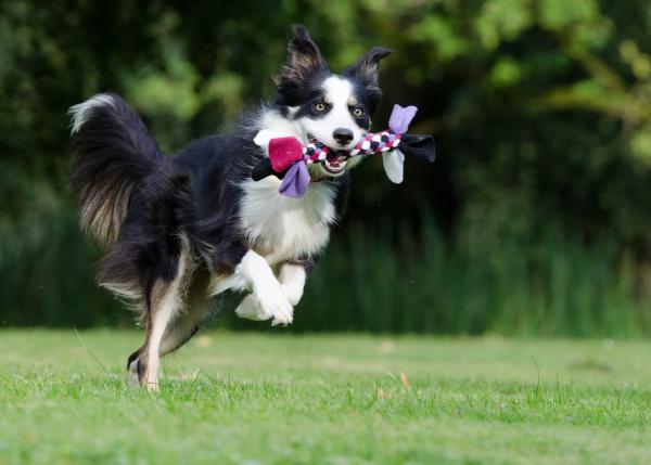 Svart -hvite hunderaser - Border collie