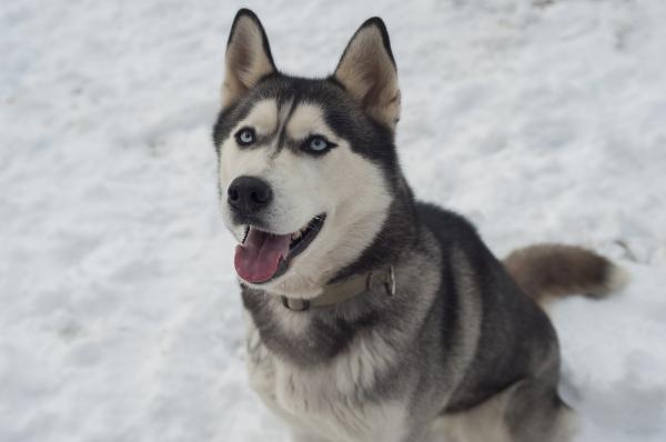 Svart -hvite hunderaser - Siberian Husky